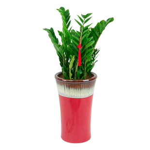 金钱树室内大型植物花卉客厅办公室除甲醛净化空气开业乔迁送礼