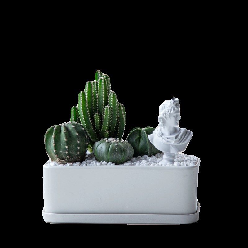 仙人掌组合盆栽多肉植物创意礼品桌面办公室绿植北欧风好养活阳台