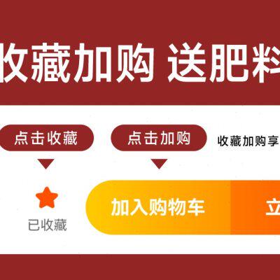 玉麒麟盆栽带盆带根室内客厅办公桌面招财摆件花卉红麒麟多肉植物