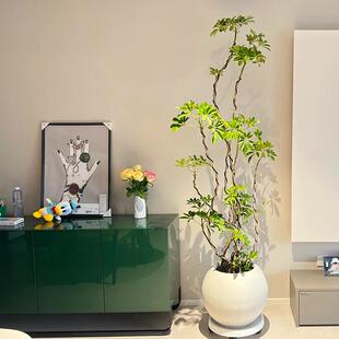 鸭脚木客厅大盆栽老桩造型鸭掌木办公室内大型落地绿植八方来财树