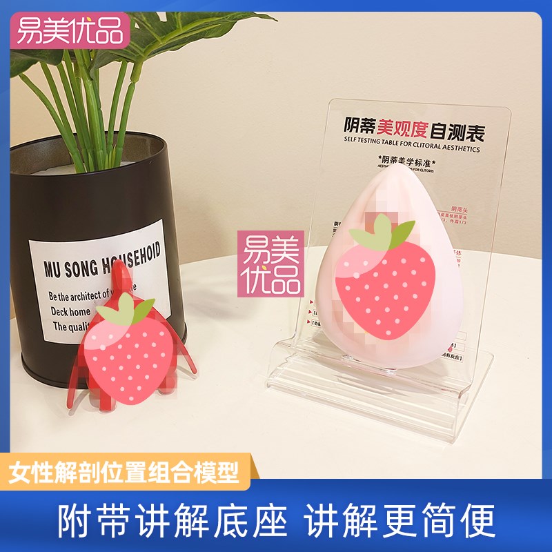 美容会所女性外生殖系统讲解教具医学解剖护理宣传产康店模型场景
