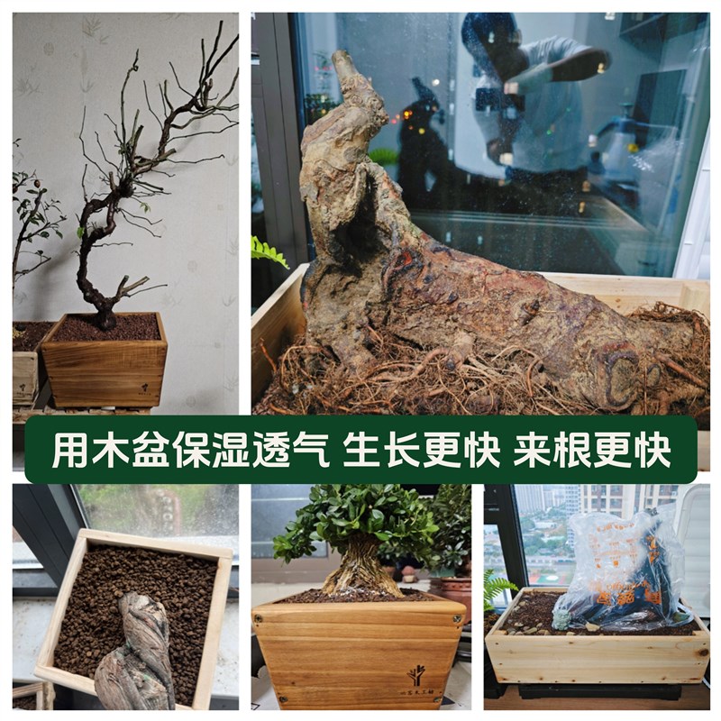 实木养护盆景复壮盆木制培养盆黄杨放养木花盆杜鹃松柏木盆黄杨盆