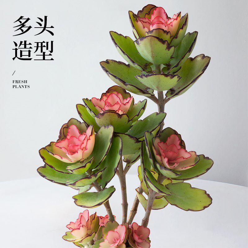 锦绣牡丹植物粉色群生多s肉肉可爱桌面趣味盆栽四季好养送女生朋