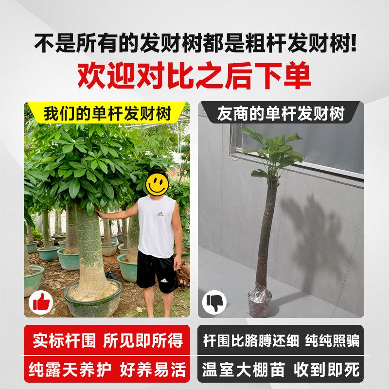 发财树客厅大盆栽2024新款大棵粗C杆招财树摆办公室乔迁之喜绿植
