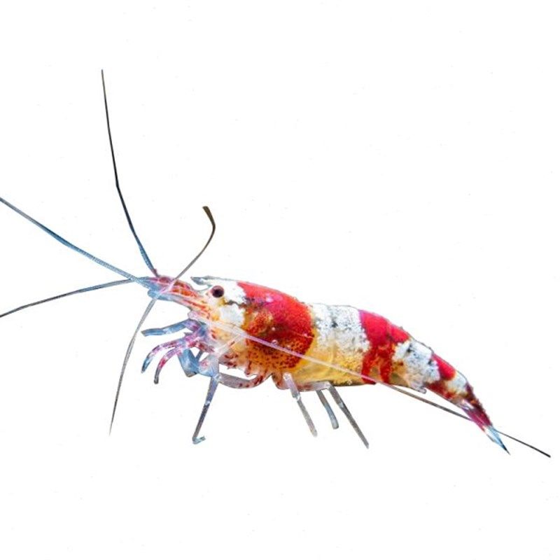 红白水晶虾鲜活到家淡水鱼缸观赏虾闯缸草缸工具清洁除藻宠物