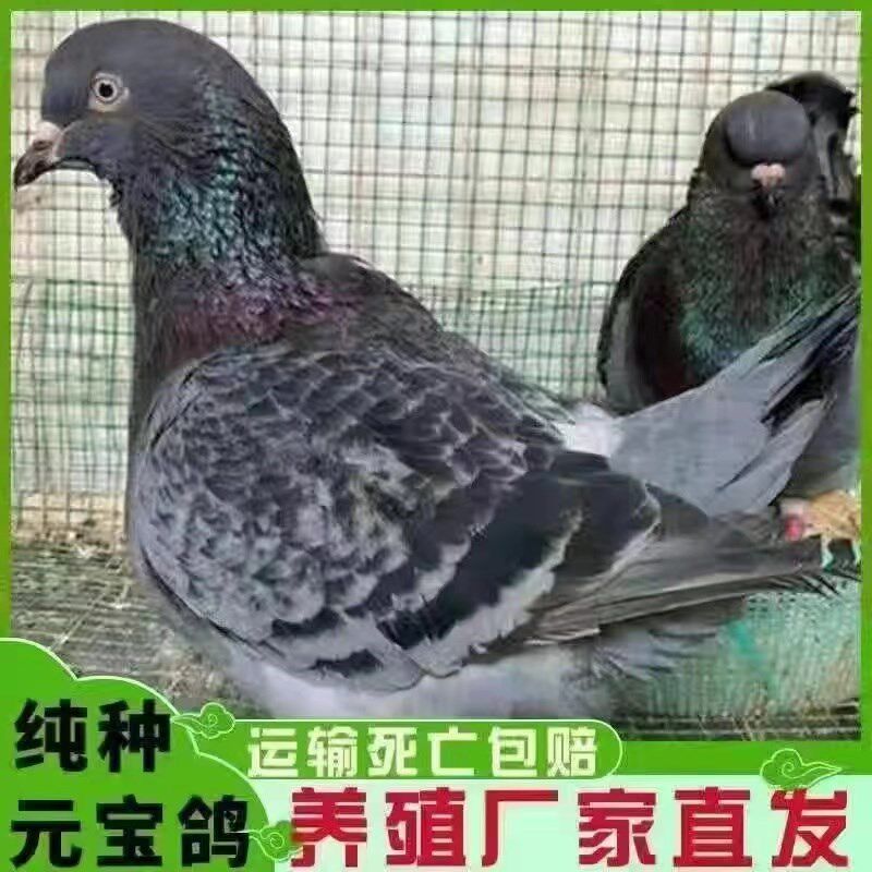 巨型纯种元宝鸽子活公母一对大体种鸽幼鸽观赏肉鸽宠物包邮包下蛋