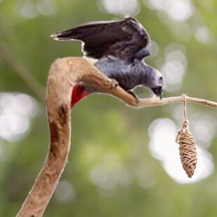 鹦鹉站杆天然随型野梨木树杈木质坚硬耐啃咬纹理清晰鸟笼玩具原木