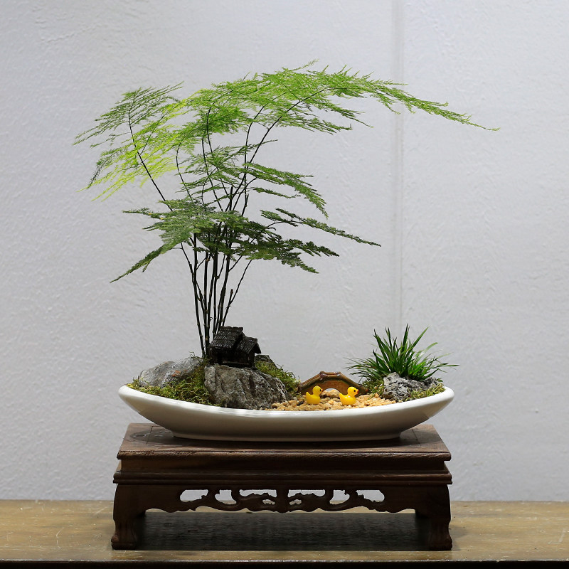 高端文竹盆栽室内客厅办公室茶几桌面绿植花卉云竹盆景植物好养