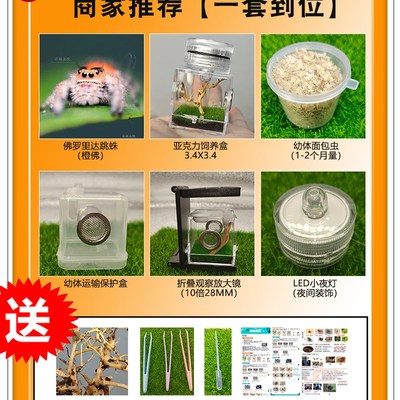 跳蛛宠物佛罗里达跳蛛小蜘蛛灰佛跳蛛橙佛跳蛛卢卡斯异宠蜘蛛宠物