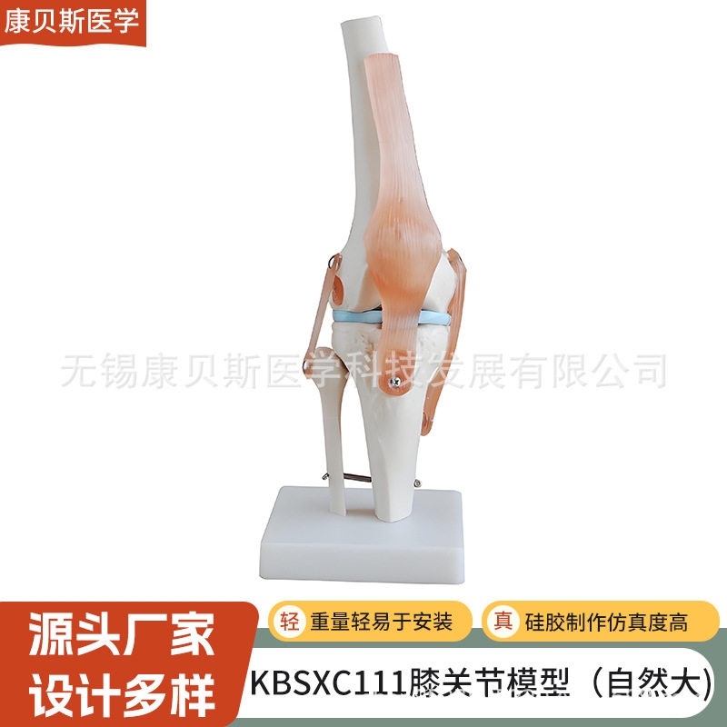 KBS/XC111膝关节模型人体功能性膝关节韧带群模型人体膝关节模型