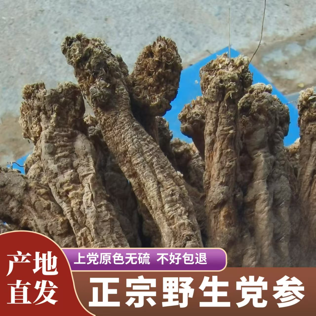 深山天然野生党参干货特级潞党参中药材无硫山西上党老纹大条整根