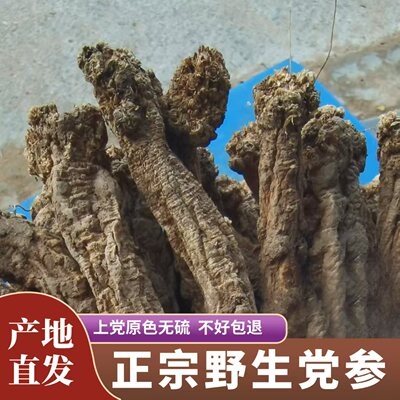 深山天然野生党参干货特级潞党参中药材无硫山西上党老纹大条整根