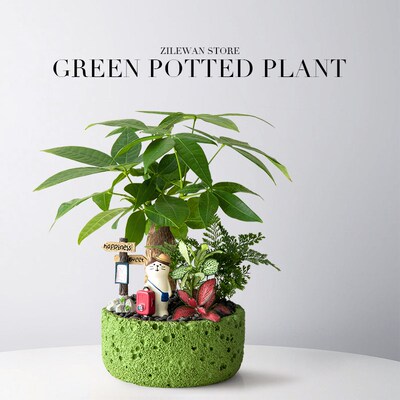 文竹盆栽花卉办公室绿植室内发财树桌面盆景云竹旺宅植物好养送礼