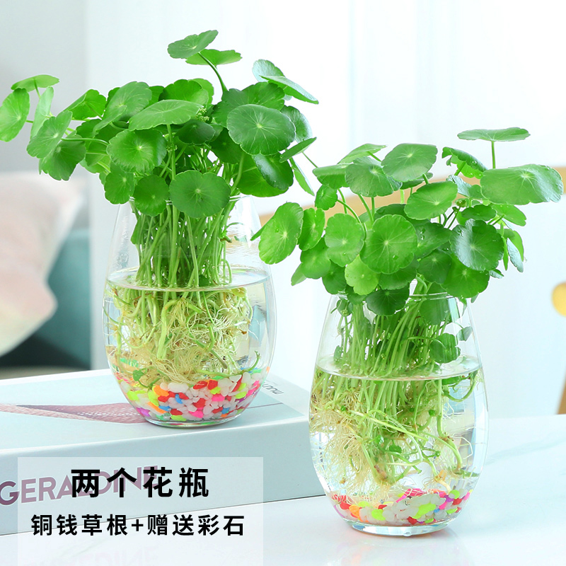 水培植物铜钱草套装 水养绿植金钱草室内花卉桌面迷你小盆栽四季