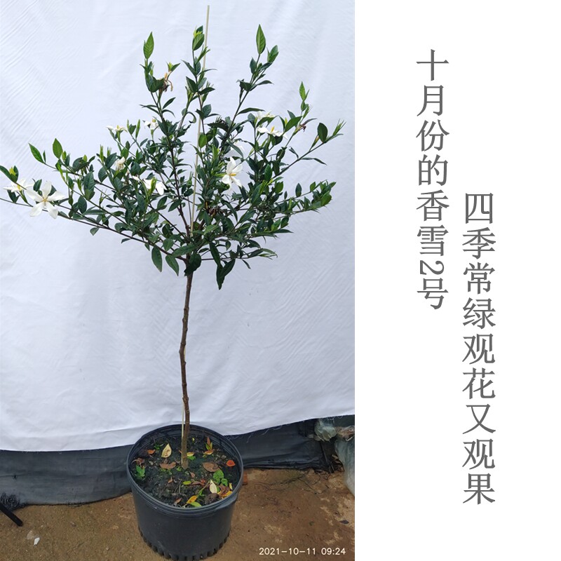 香雪二号栀子花四季常青开花结果盆景植物室内外书房阳台净化空气