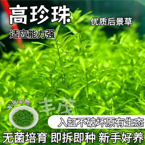 无菌杯水草新手懒人鱼缸造景水草