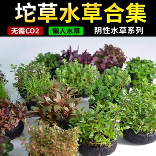 【坨草合集】鱼缸造景中后景水草阴性鱼缸净化水质活体淡水新手草