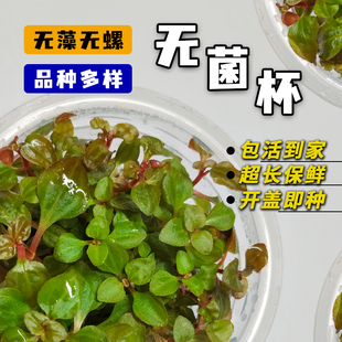 品种齐全50+品种无菌杯大全鱼缸造景水草水培增氧活体水草带根植