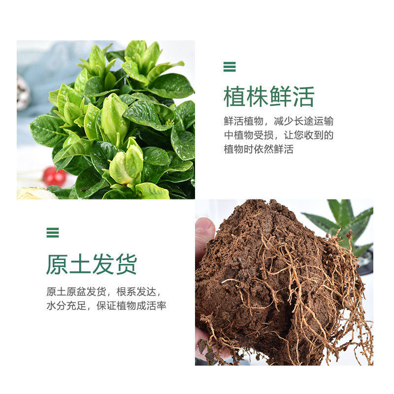 花卉盆栽栀子花长寿花室内好养绿植办公桌面绿萝水培植物芦荟文竹