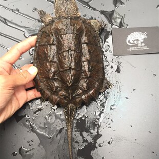 貴陽陳師中美拟鳄龟