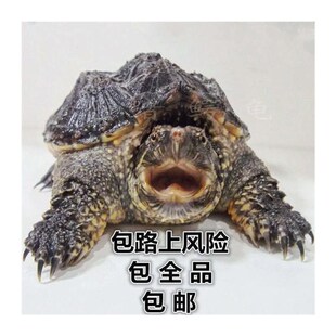 苗鳄龟凶鱼猛鳄龟鳄龟爆刺杂佛纯佛宠鳄物龟观赏龟北美小龟新款