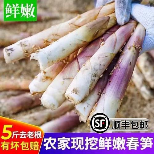 【顺丰包邮】雷笋新鲜小竹笋现挖春笋冬笋鲜嫩笋尖油焖笋新鲜蔬菜
