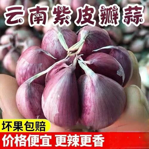 云南紫皮大蒜干蒜大蒜批发大蒜头新干蒜头紫皮新大蒜2026新蒜整箱