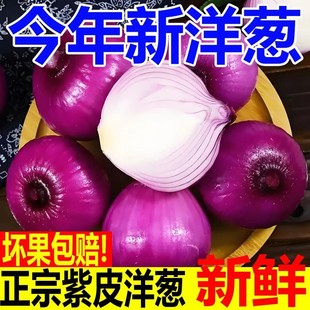 紫红皮洋葱当季新鲜现挖洋葱红皮紫皮葱头圆葱批发辛辣甜脆洋葱