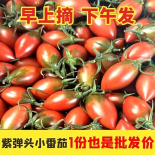 福建紫弹头小番茄圣女果儿童孕妇新鲜时令水果非千禧现摘现发迷彩