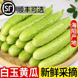 正宗海阳白玉黄瓜新鲜水果现摘生吃白黄瓜当季脆嫩小黄瓜青瓜包邮