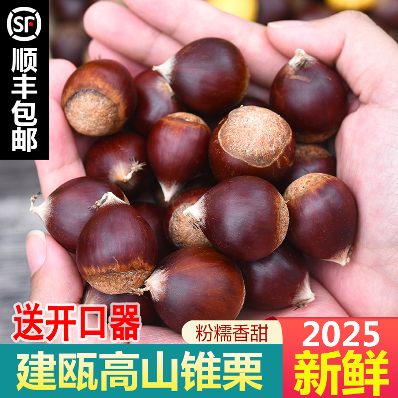 【顺丰送开口器】新货现摘福建建瓯锥栗高山板栗锥栗生农家圆型