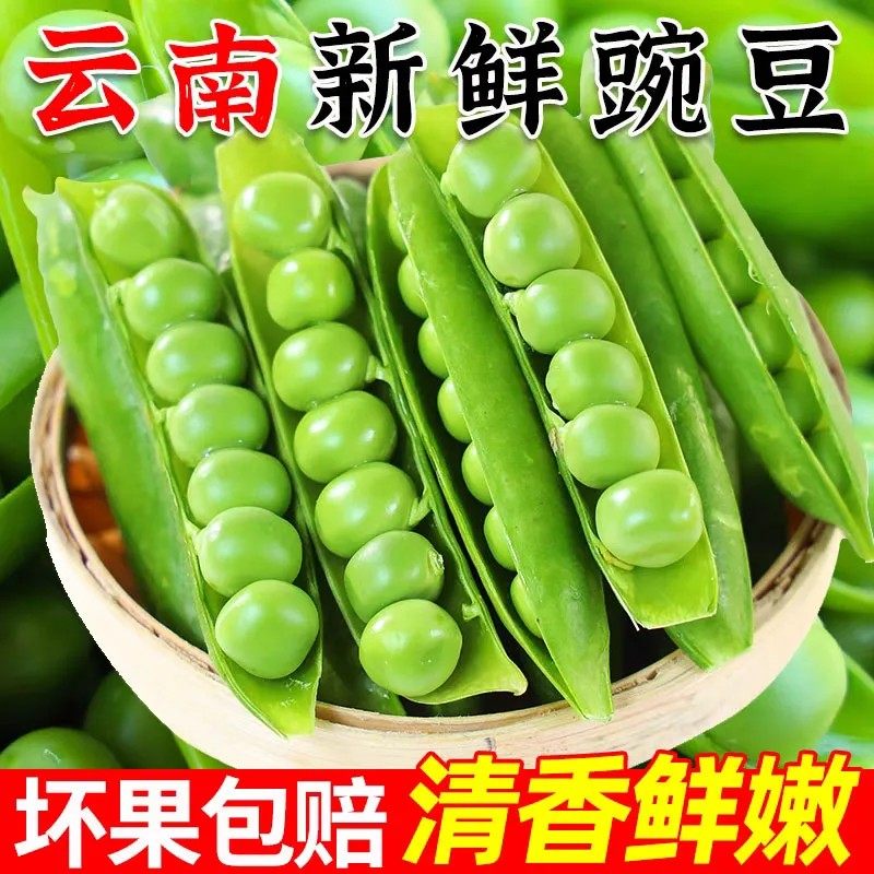 【当日采摘】正宗云南新鲜豌豆带壳青豌豆荚蔬菜整箱批发价甜豌豆,水产肉类/新鲜蔬果/熟食,新鲜豆类,淘宝优惠券,粉丝福利购,淘宝优惠卷