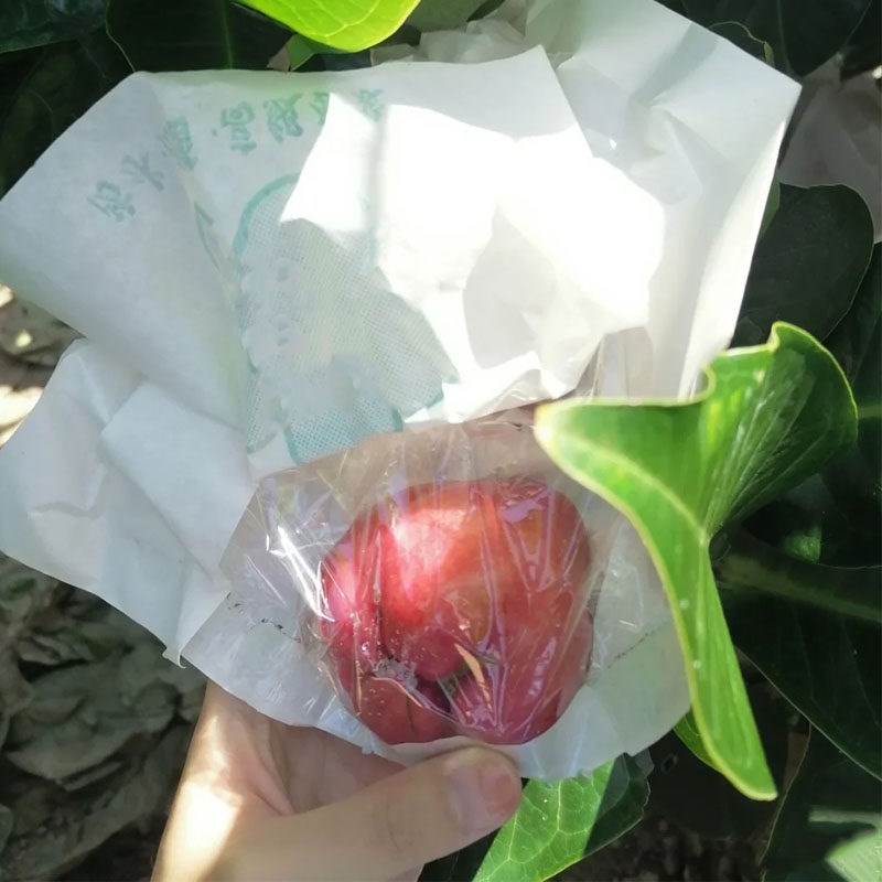 热销莲雾套袋专用袋 莲雾专用套袋 莲雾套果袋保护水果套袋防虫鸟
