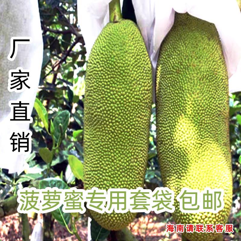 热销波罗蜜套袋热带水果菠萝蜜袋木菠萝防虫防寒专用一次性两头通