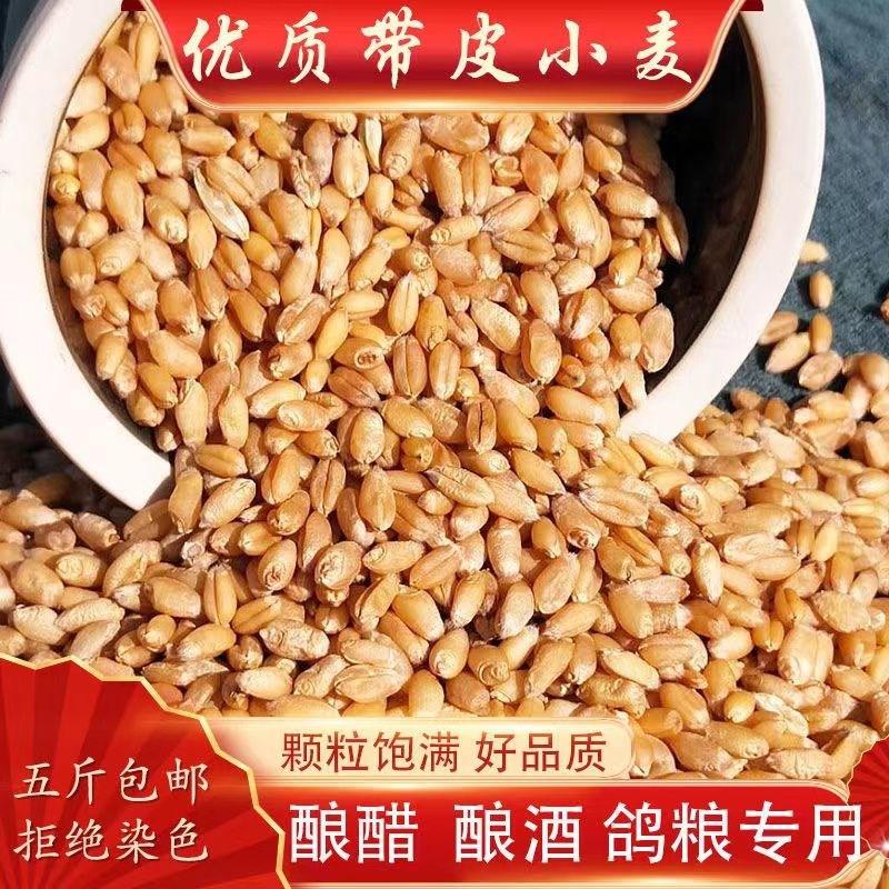 热销农家小麦粒带皮小麦喂 鸡鸟鸽子鸽粮饲料钓鱼饵料打窝酿