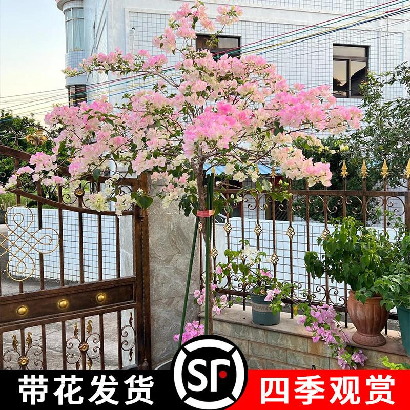 【顺丰】带花三角梅盆栽四季开花绿樱三角梅广红樱三角梅爬藤植物