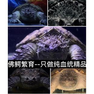 原种爆刺纯佛鳄龟苗佛罗里达拟鳄龟活体宠物观赏凶猛小乌龟鳄龟蛋