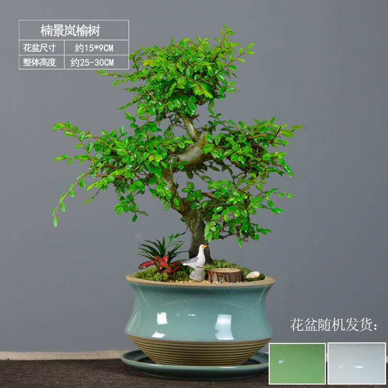 S型小叶榆树盆景老桩悬崖盆栽室内植物办公客厅装饰摆件花卉绿植
