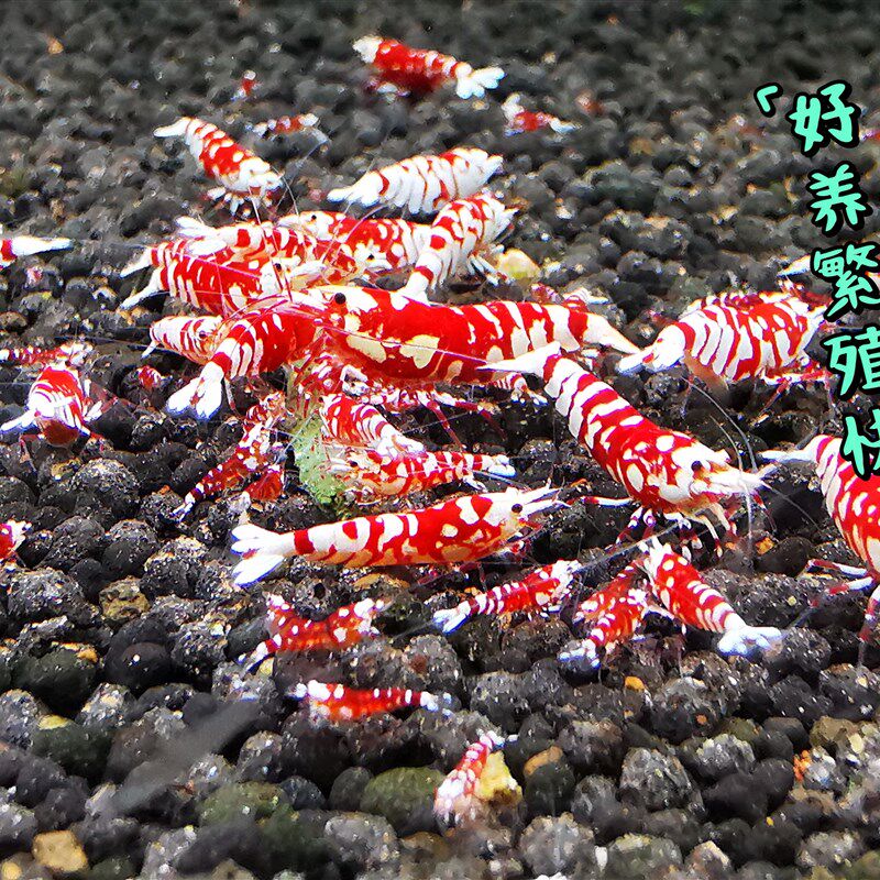 热销红花虎水晶虾太极血统观赏虾草缸鱼缸除藻工具虾淡水虾台湾虾