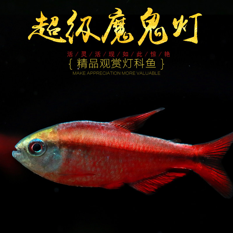 热销超级红魔鬼灯鱼超级黄魔鬼灯天青血红缎带1型2型小型热带灯鱼