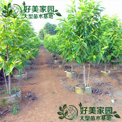 热销带土白玉兰花树黄玉兰苗白缅花白兰花缅桂花树U苗紫玉兰粉玉