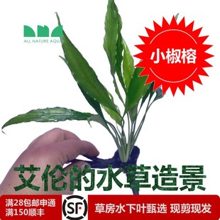 水草造景沉木水榕直接沉水不用种金钱榕小巴榕尖叶榕小 热销艾伦