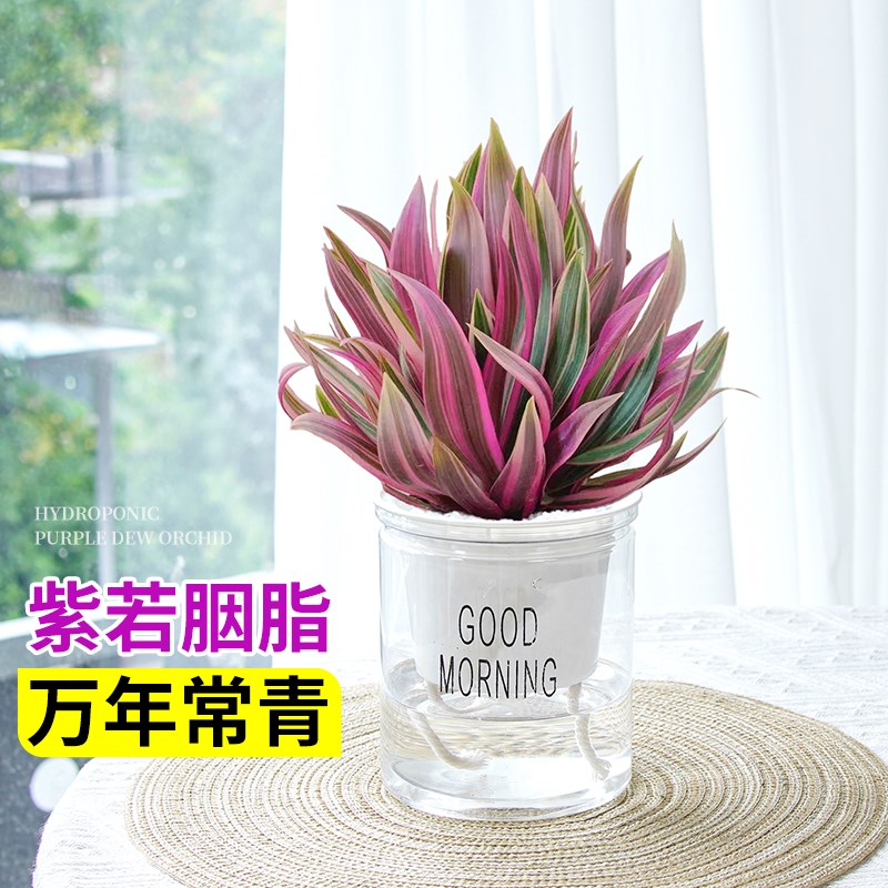 热销油画婚礼吊兰 紫露兰 多肉植物绿植盆栽盆景老桩水培水养花卉