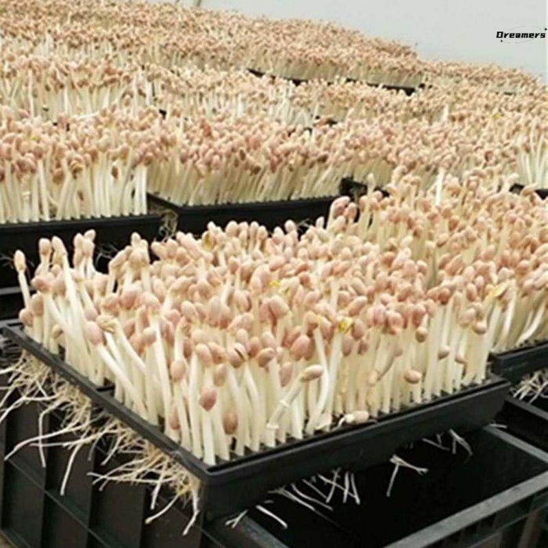 热销塑料水培花生箱育苗框撒播盘培育花生芽苗盘穴盘长条细分类厂
