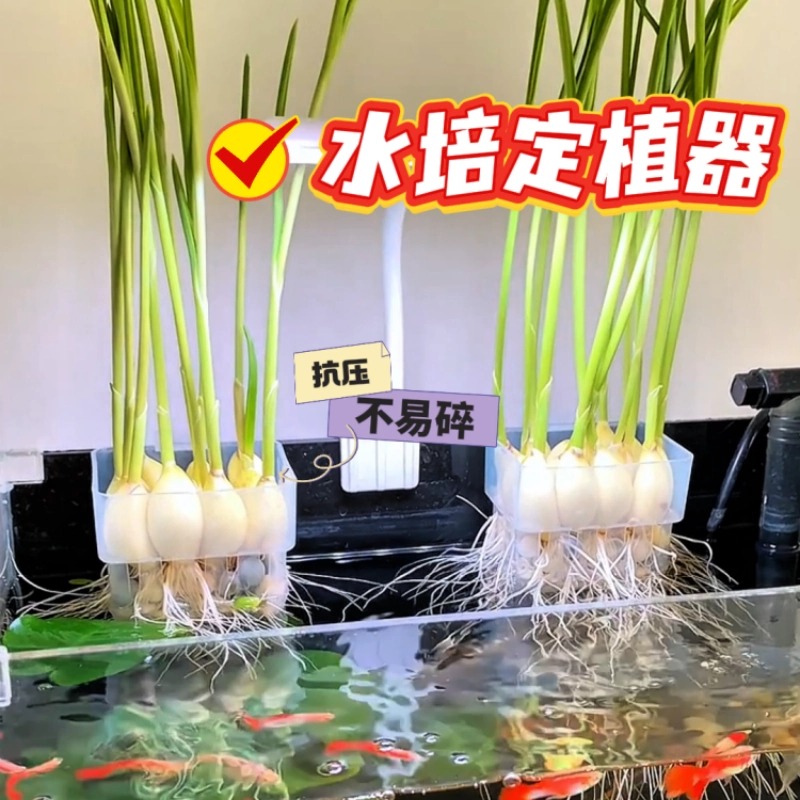 郁金香水培固定篮花盆绿萝龟室内背竹蔬菜观音竹绿植鱼缸水培器皿图片