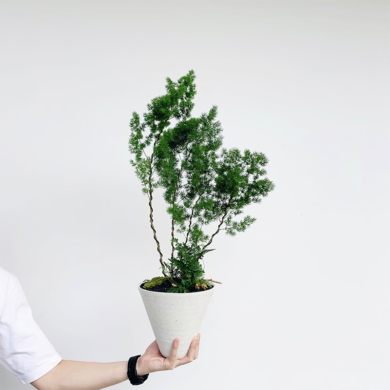 蓬莱松室内盆栽土培好养办公室老桩盆景耐寒花卉招财植物绿植真树