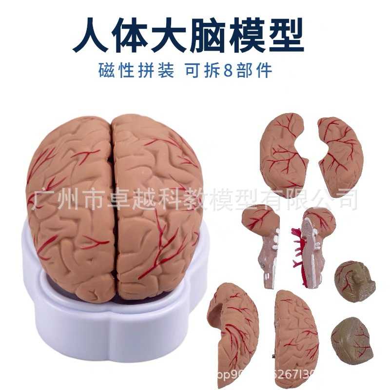 新款直销大脑模型脑功能区域色分模型人体大脑解剖人脑动脉构造脑