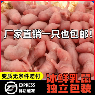 乳鼠粮冻红皮冰冻鼠小白鼠粉皮喂蛇粮食饲料独立包装幼鼠喂猫无菌
