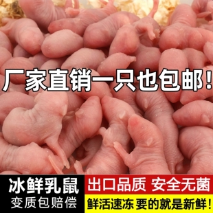 乳鼠粮冻红皮冰冻鼠小白鼠粉皮喂蛇粮食饲料独立包装幼鼠喂猫无菌