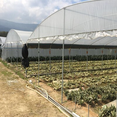 虎皮兰系列盆栽多肉客厅植物吸甲醛绿植虎尾兰发财树白玉虎耳兰